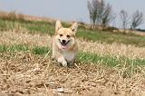 CORGI PEMBROKE 266